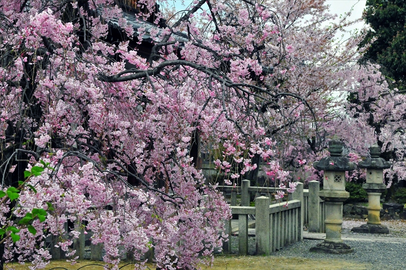 1090_洛中 上品蓮台寺_京都