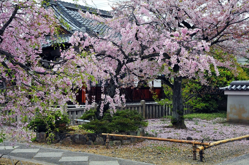 1094_洛中 上品蓮台寺_京都