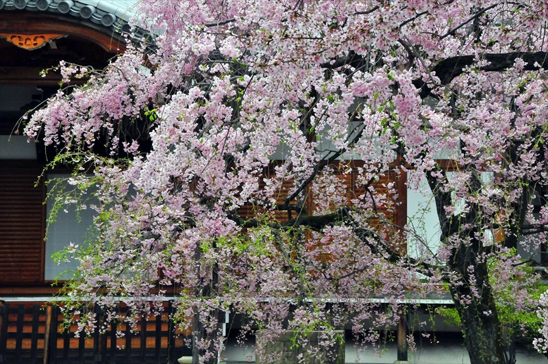 1095_洛中 上品蓮台寺_京都