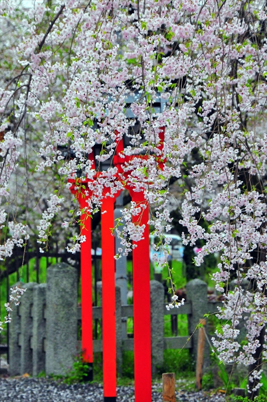 1046_洛中 平野神社_京都