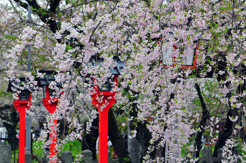 1048_洛中 平野神社_京都