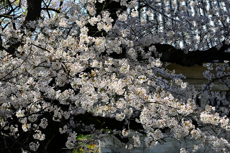 1004_名古屋城_愛知