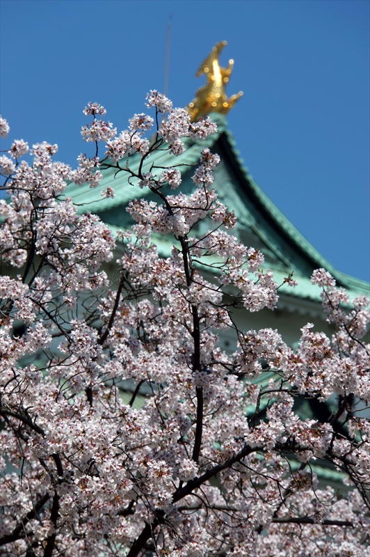 1014_名古屋城_愛知