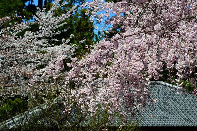 1015_名古屋城_愛知