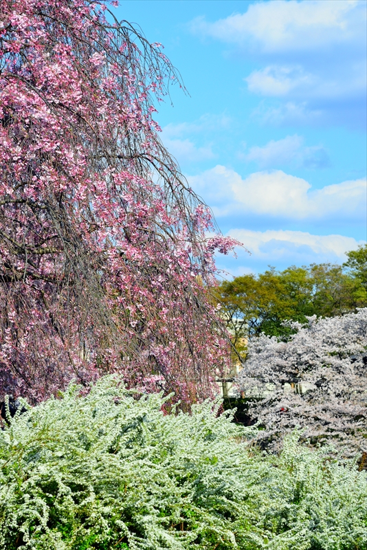 1025_名古屋城_愛知