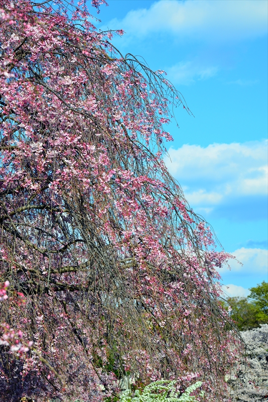 1027_名古屋城_愛知