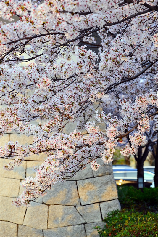 1034_名古屋城_愛知