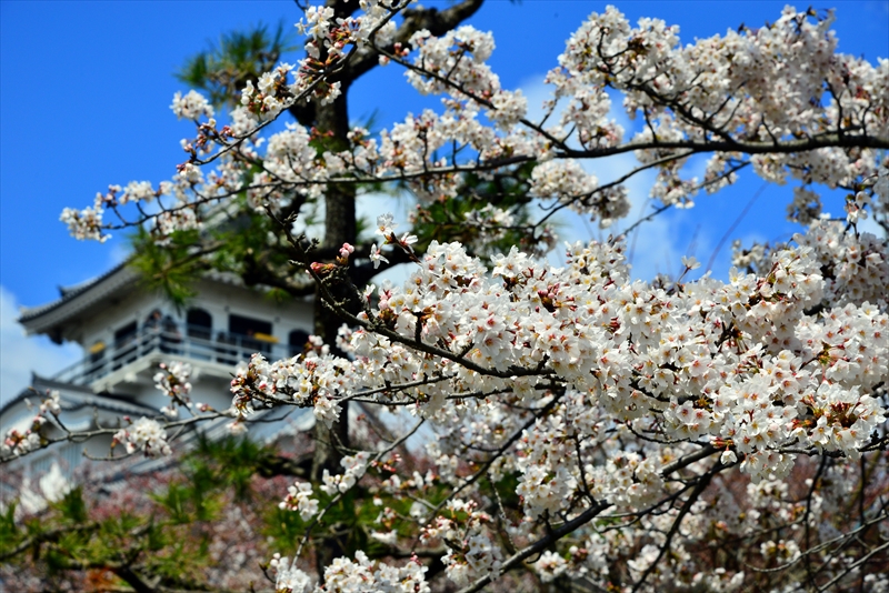 1010_6_豊公園長浜城_滋賀