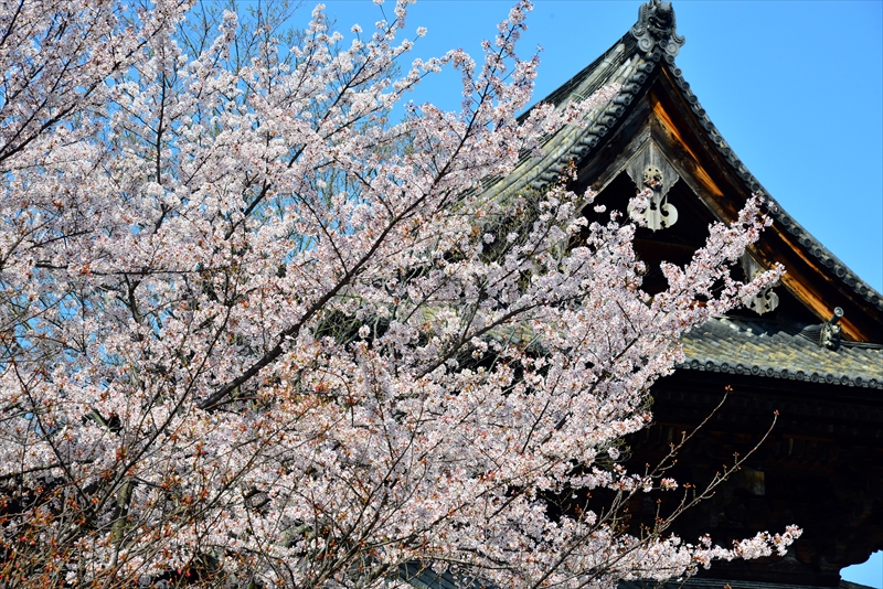 1173_洛中 東寺_京都
