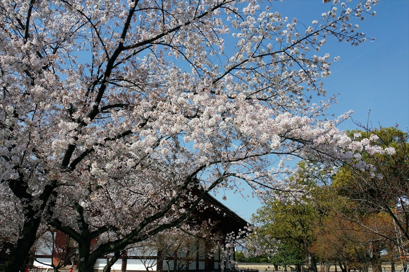 1175_洛中 東寺_京都