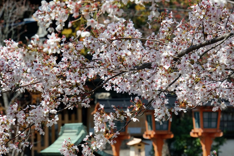 1129_洛中 六孫王神社_京都
