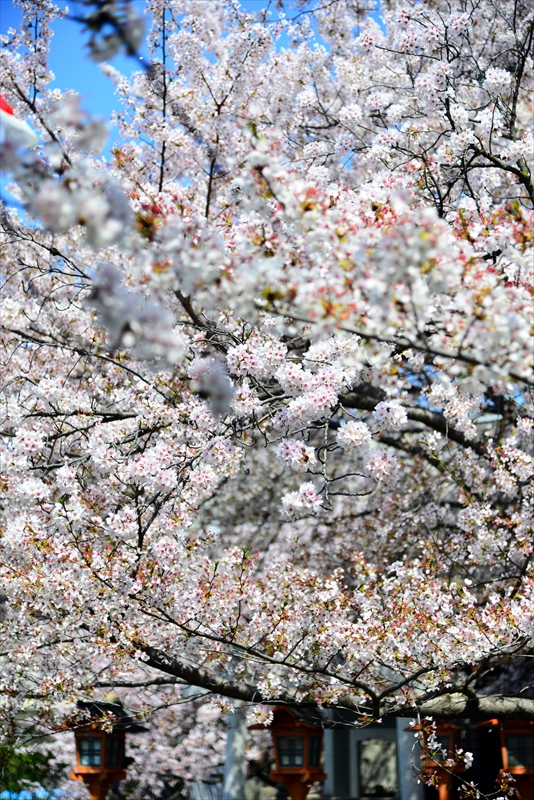 1132_洛中 六孫王神社_京都