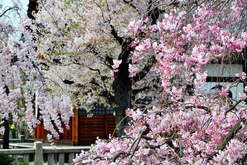 1098_洛中 上品蓮台寺_京都