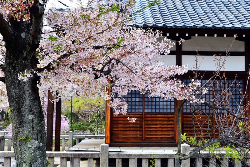 1099_洛中 上品蓮台寺_京都