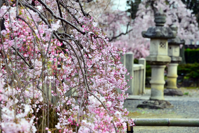 1102_洛中 上品蓮台寺_京都
