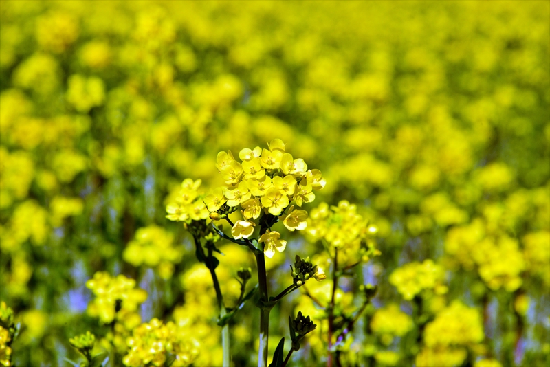 1035_下田みなみの桜_静岡