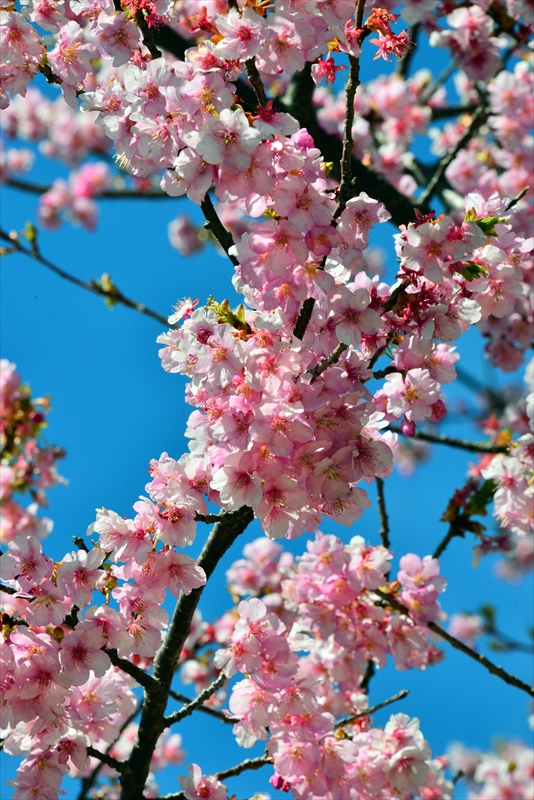 1044_下田みなみの桜_静岡