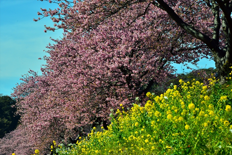1054_下田みなみの桜_静岡