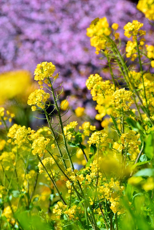 1058_下田みなみの桜_静岡