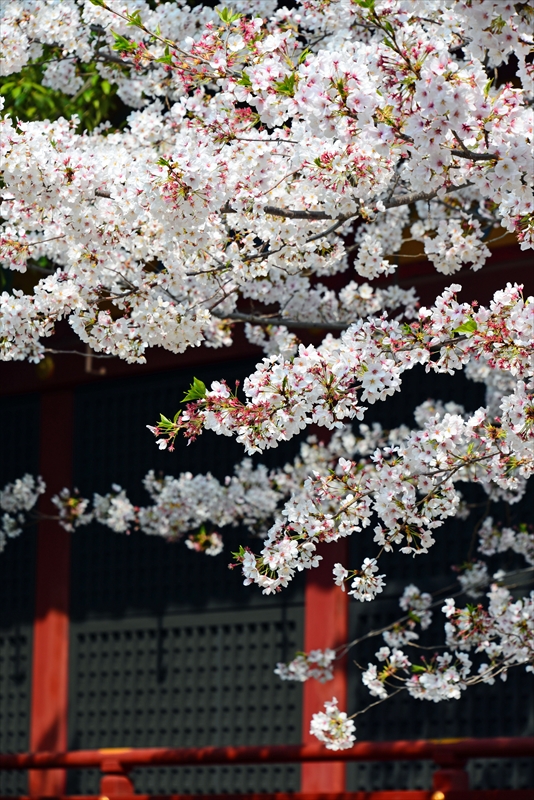 1064_浅草寺_東京