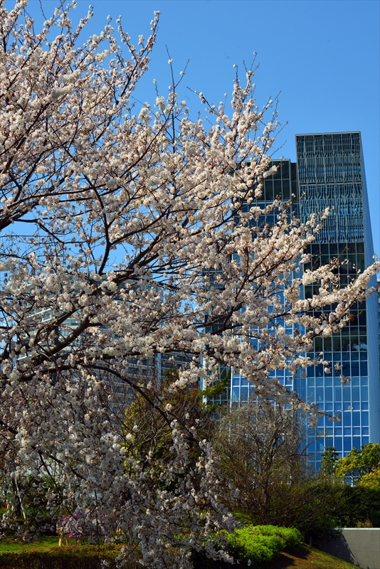 1065_なとみらい_神奈川