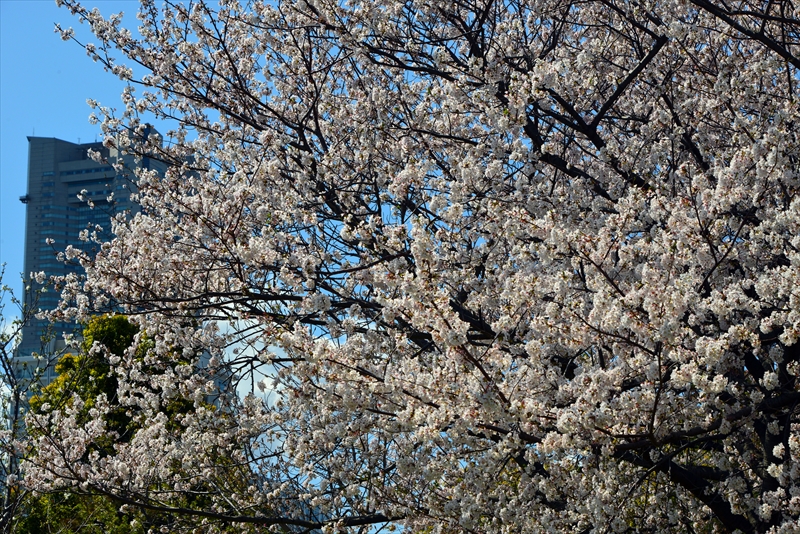 1066_なとみらい_神奈川