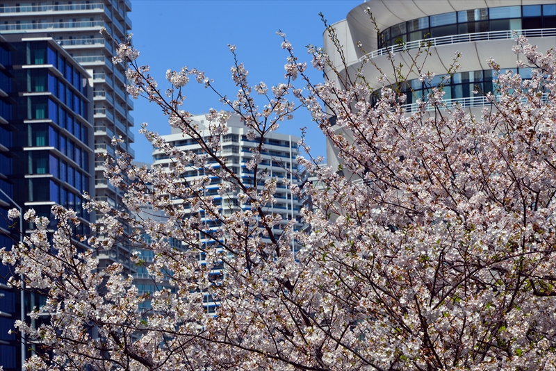 1072_なとみらい_神奈川