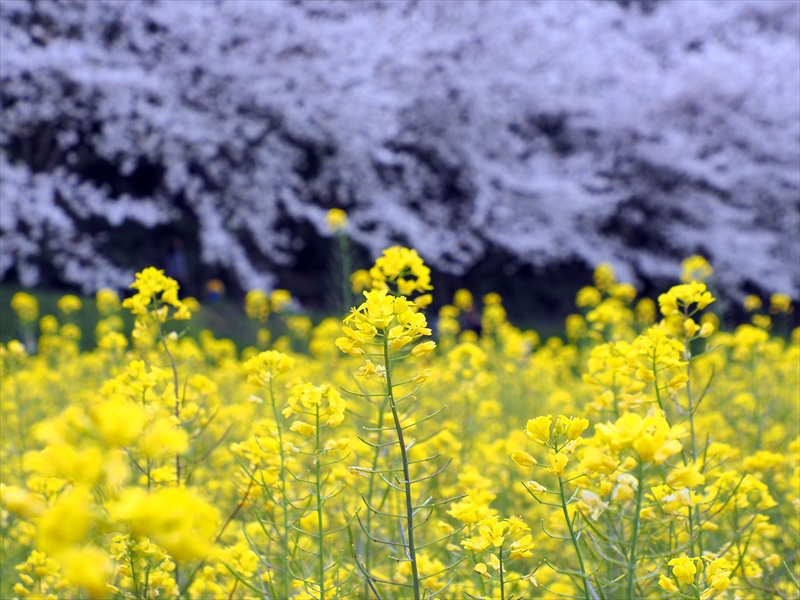 1006_水城跡_福岡