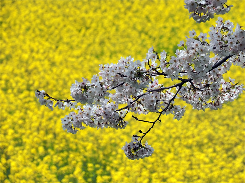 1010_水城跡_福岡