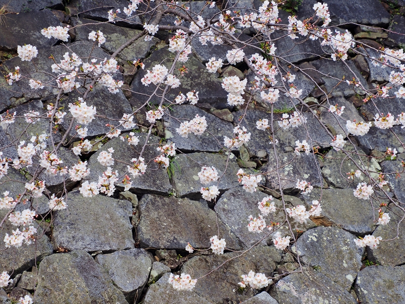 1050_福岡城跡_福岡