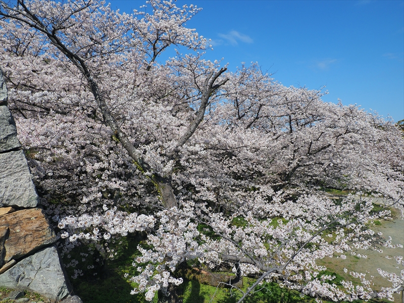 1062_福岡城跡_福岡