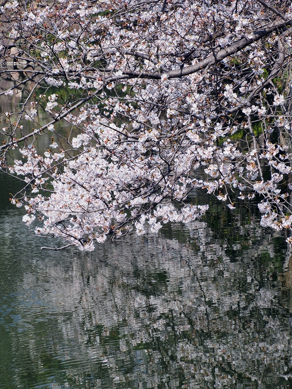 1019_小倉城_福岡