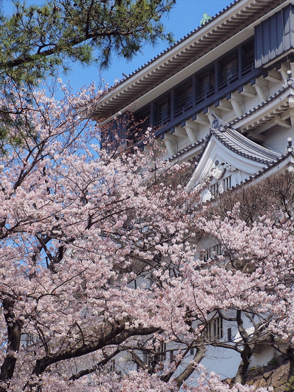 1030_小倉城_福岡