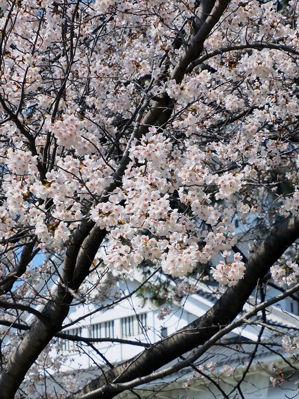 1034_小倉城_福岡