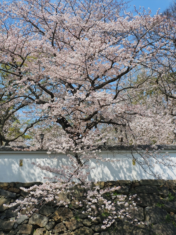 1039_小倉城_福岡