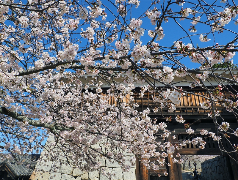 1062_松山城_愛媛