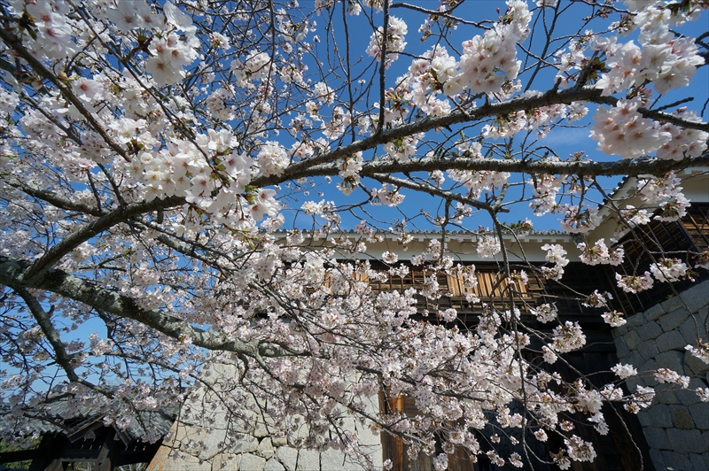 1063_松山城_愛媛