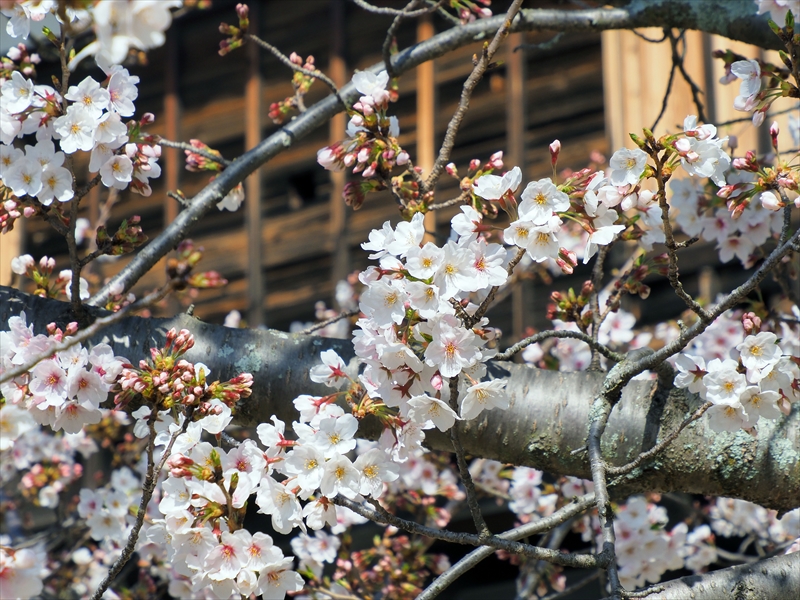 1064_松山城_愛媛