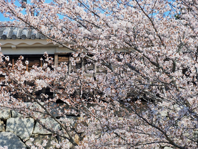 1068_松山城_愛媛