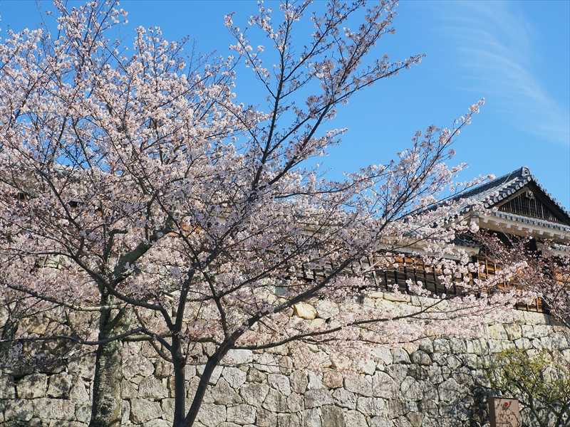 1070_松山城_愛媛