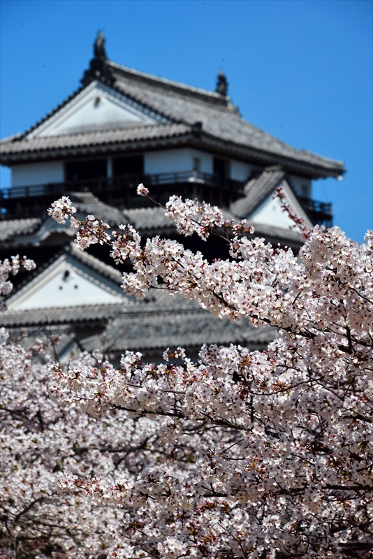 1078_松山城_愛媛