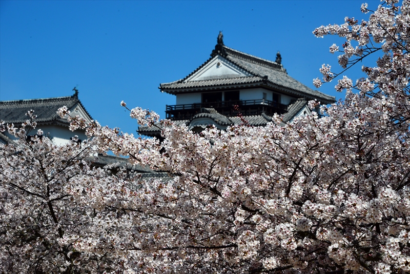 1079_松山城_愛媛