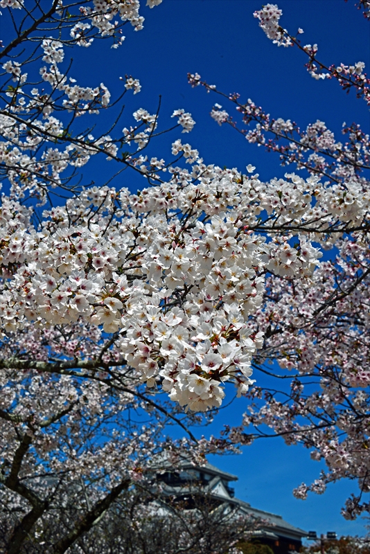 1081_松山城_愛媛