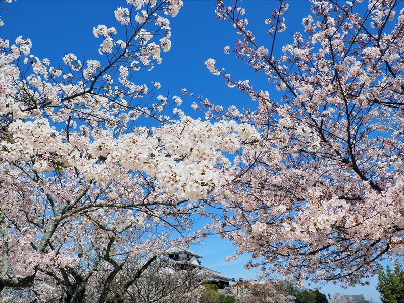 1082_松山城_愛媛