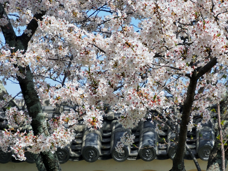 1085_松山城_愛媛