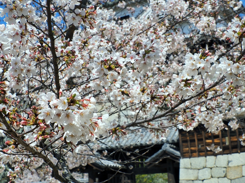 1086_松山城_愛媛