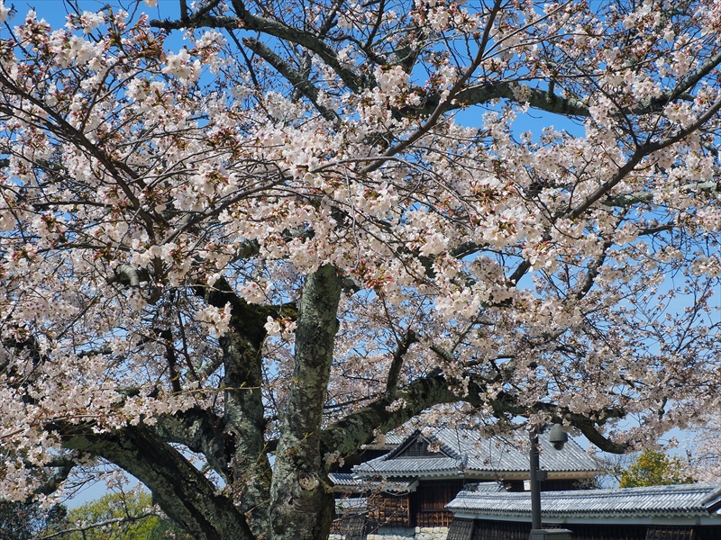 1088_松山城_愛媛