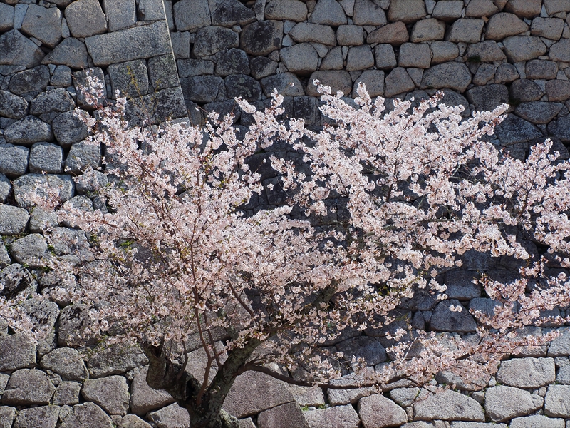 1092_松山城_愛媛