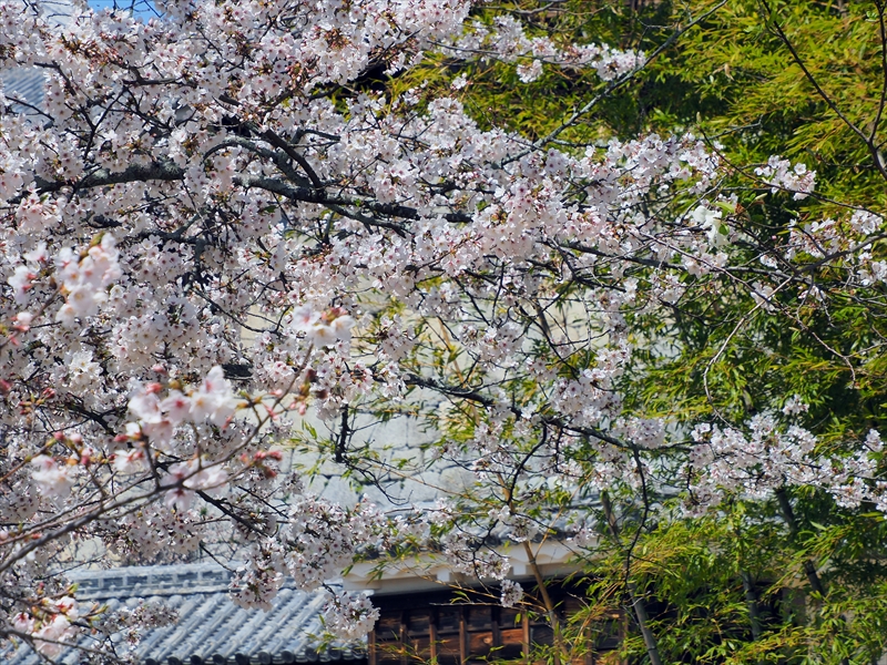 1095_松山城_愛媛