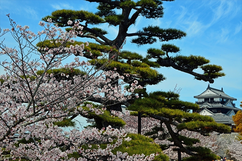 1104_松山城_愛媛